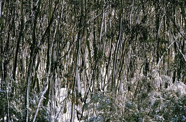 Snow Gums - Woodland in winter snow - Kosciuszko National Park - New South Wales - Australia JPF09532