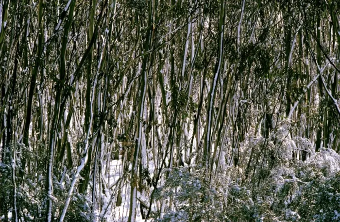 Framed Print : Snow Gums - Woodland in winter snow - Kosciuszko National Park - New South Wales - Australia JPF09532