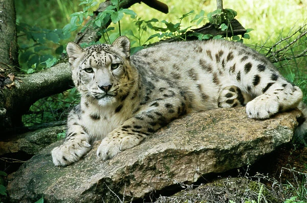 Snow Leopard. WAT-4569. Snow Leopard. Uncia uncia