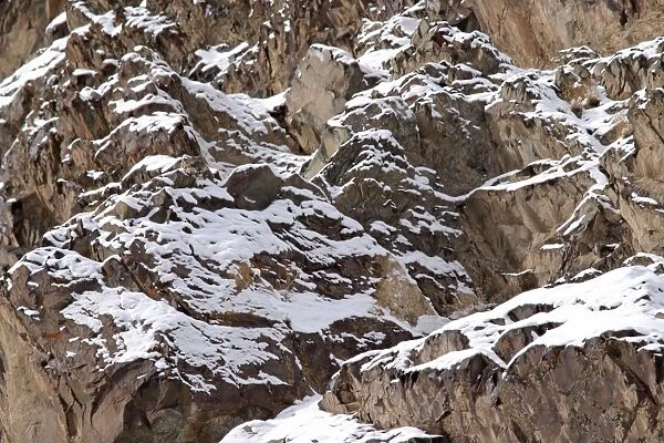 Snow Leopard - camouflaged in wild - Rumbak trans Himalaya - Ladakh - J & K India