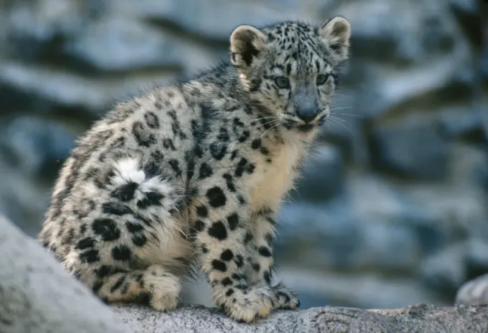 Framed Print : Snow Leopard Cub Framed Print : Snow Leopard Cub