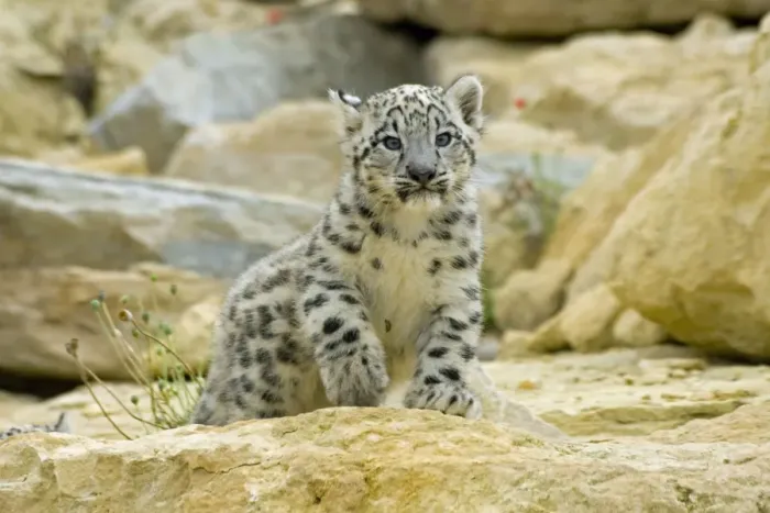 Framed Print : Snow Leopard - cub Framed Print : Snow Leopard - cub