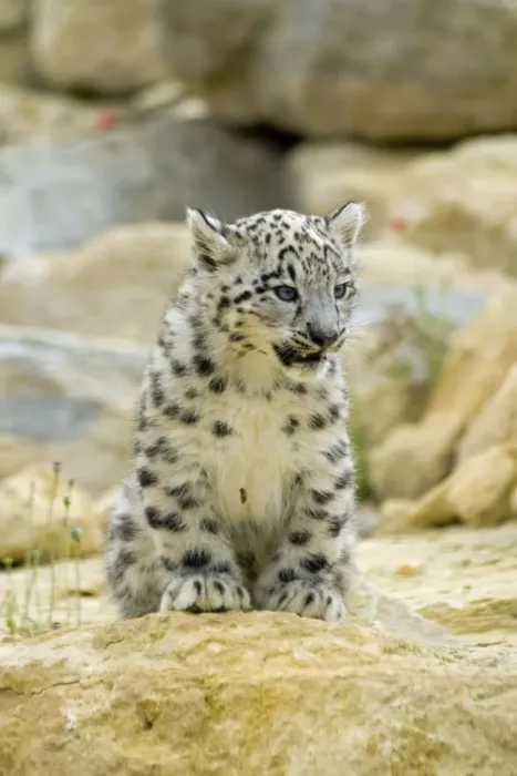 Framed Print : Snow Leopard - cub Framed Print : Snow Leopard - cub