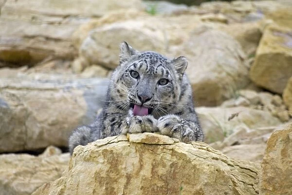 Snow Leopard - female cleaning