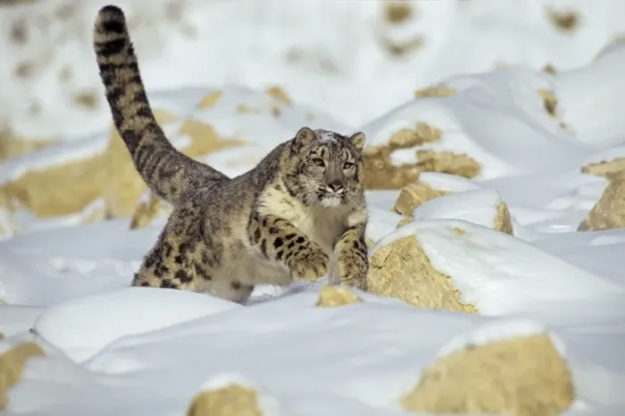 Framed Print : Snow Leopard - running through snow - Endangered Species Framed Print : Snow Leopard - running through snow - Endangered Species
