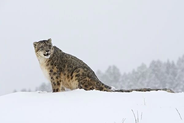 Snow leopard - in snow Latin also Uncia uncia