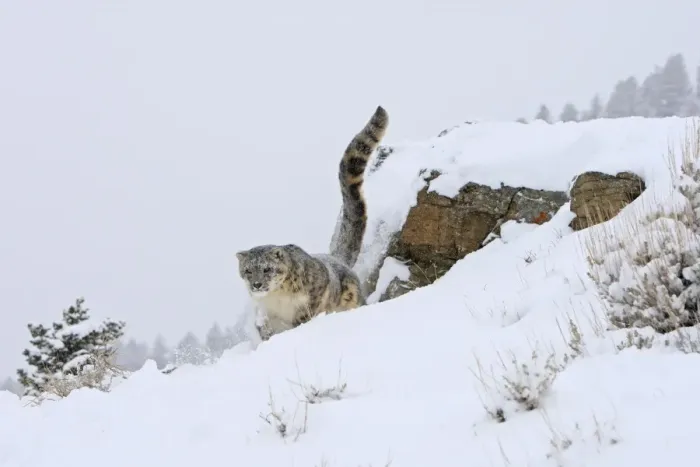 Framed Print : Snow leopard - in snow. Latin also Uncia uncia Framed Print : Snow leopard - in snow. Latin also Uncia uncia