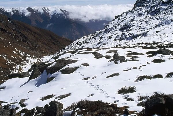 Snow Leopard Tracks - 4500m altitude Nera Everest, Nepal