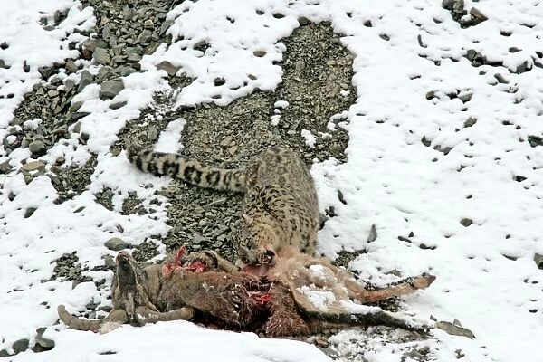 Snow Leopard - in wild - feeding on male Bharal (Pseudois nayaur) kill - Rumbak valley - Ladakh - J & K India