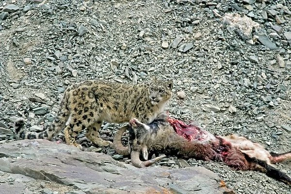 Snow Leopard - in wild - on male Bharal (Pseudois nayaur) kill
