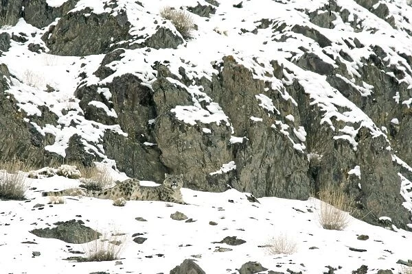 Snow Leopard - in wild - Rumbak nala - Ladakh - J & K India