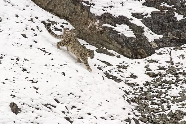 Snow Leopard - in wild - Rumbak nala - Ladakh - J & K India