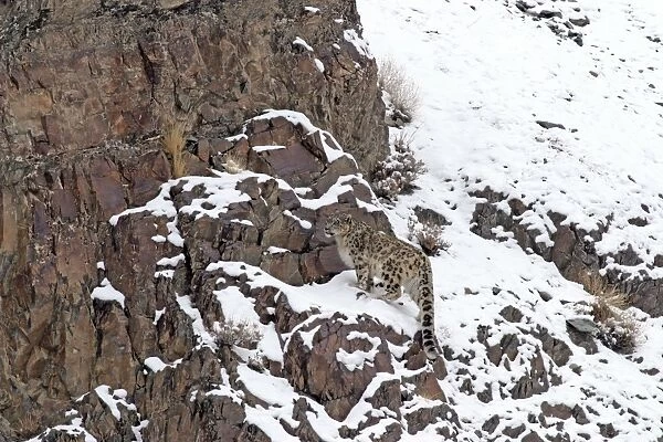 Snow Leopard - in wild - Rumbak trans Himalaya - Ladakh - J & K India
