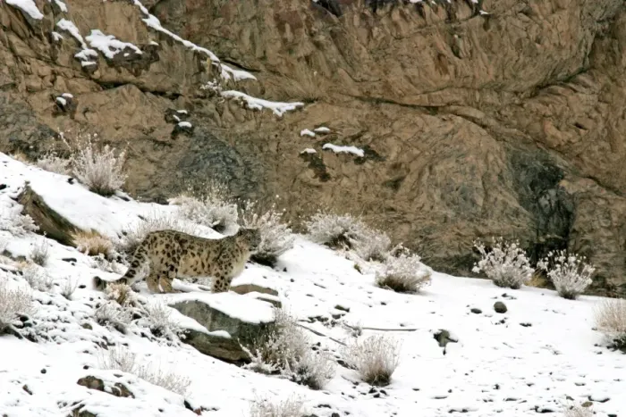 Framed Print : Snow Leopard - in wild - Rumbak trans Himalaya - Ladakh - J & K India