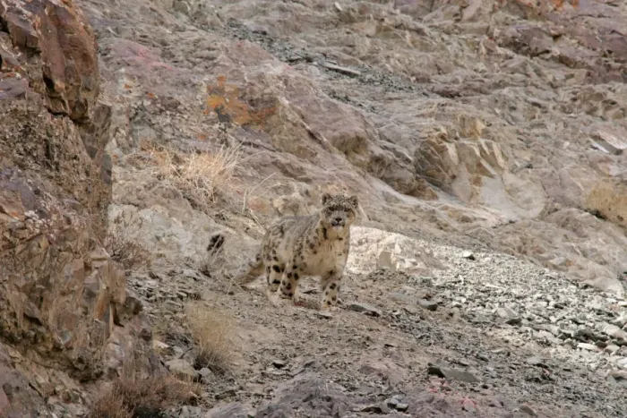 Framed Print : Snow Leopard - in wild - Rumbak trans Himalaya - Ladakh - J & K India Framed Print : Snow Leopard - in wild - Rumbak trans Himalaya - Ladakh - J & K India