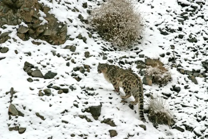 Framed Print : Snow Leopard - in wild - Rumbak trans Himalaya - Ladakh - J & K India Framed Print : Snow Leopard - in wild - Rumbak trans Himalaya - Ladakh - J & K India