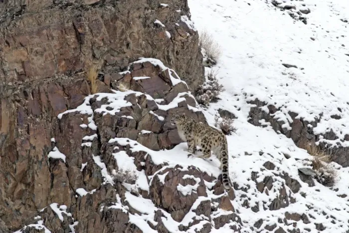 Framed Print : Snow Leopard - in wild - Rumbak trans Himalaya - Ladakh - J & K India Framed Print : Snow Leopard - in wild - Rumbak trans Himalaya - Ladakh - J & K India