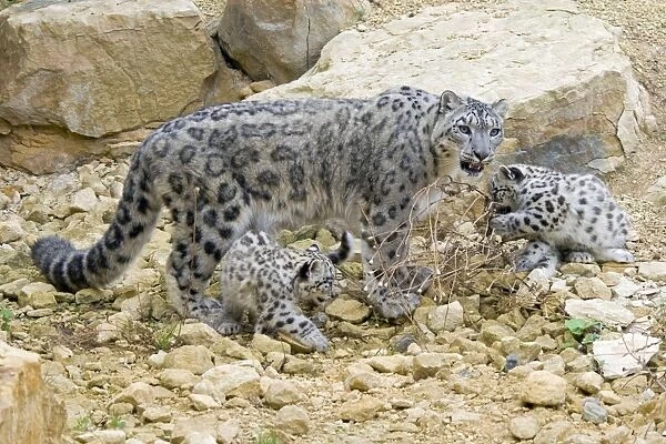 Snow Leopards - female with cubs