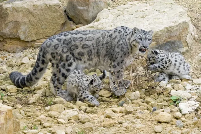 Framed Print : Snow Leopards - female with cubs Framed Print : Snow Leopards - female with cubs