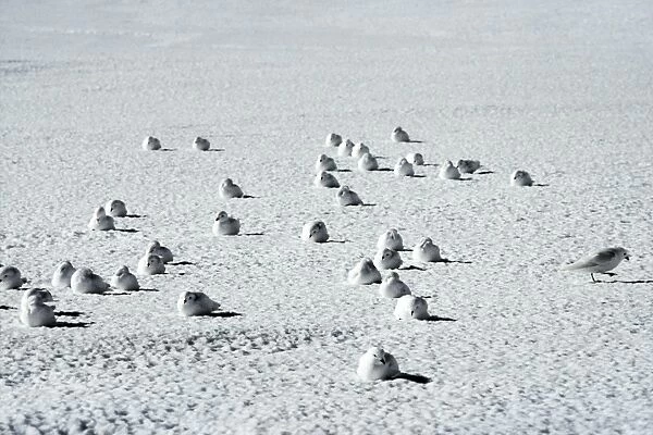 Snow Petrel - Antarctica