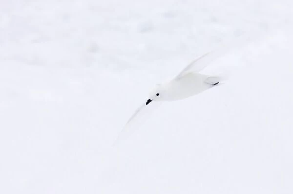 Snow Petrel - In flight Pagodroma nivea Antarctic Penninsular BI012735