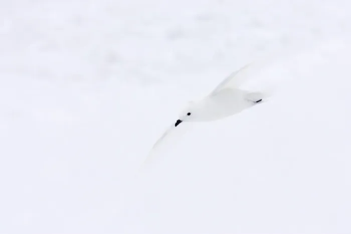 Framed Print : Snow Petrel - In flight Pagodroma nivea Antarctic Penninsular BI012735