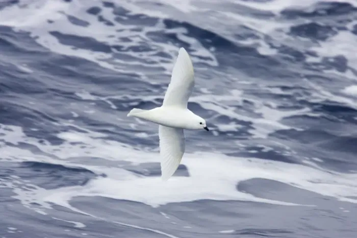 Framed Print : Snow Petrel - In flight over sea Pagodroma nivea Antarctic Penninsular BI012708 Framed Print : Snow Petrel - In flight over sea Pagodroma nivea Antarctic Penninsular BI012708