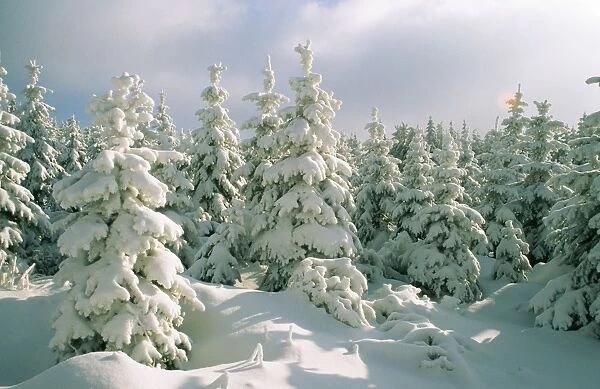Snow SM 1444 Conifers in snow, Saxony. © Stefan Meyers  /  ARDEA LONDON