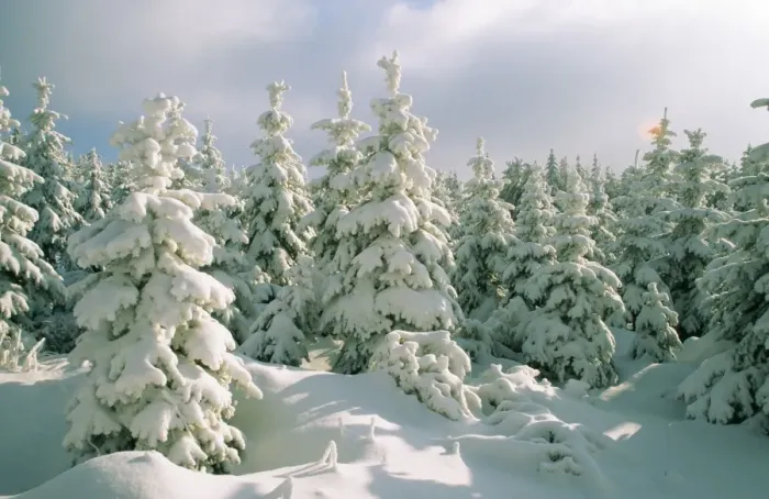Framed Print : Snow SM 1444 Conifers in snow, Saxony. © Stefan Meyers / ARDEA LONDON Framed Print : Snow SM 1444 Conifers in snow, Saxony. © Stefan Meyers / ARDEA LONDON