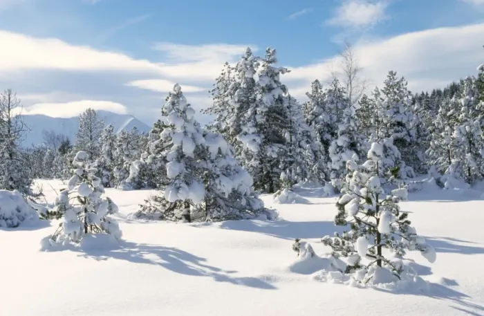 Framed Print : Snow - Spruce Forest in winter snow Grenoble, France Framed Print : Snow - Spruce Forest in winter snow Grenoble, France