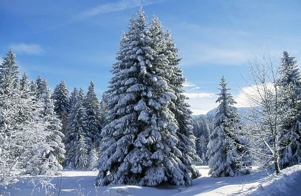 Snow - on Spruce Tree in forest Grenoble, France