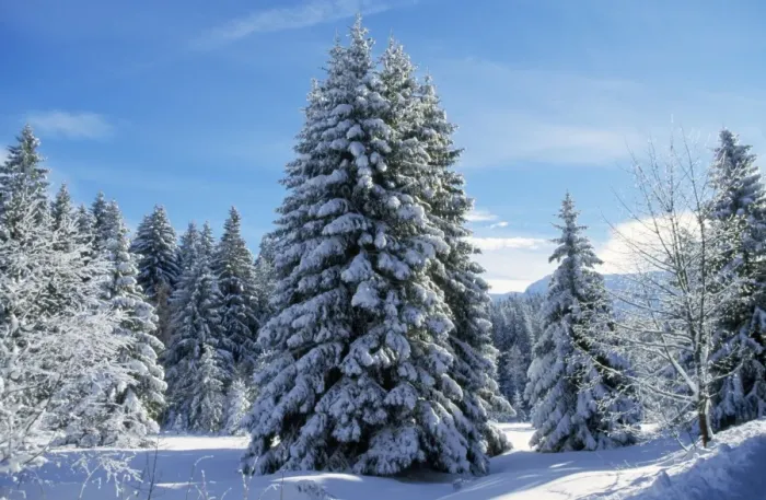 Framed Print : Snow - on Spruce Tree in forest Grenoble, France Framed Print : Snow - on Spruce Tree in forest Grenoble, France