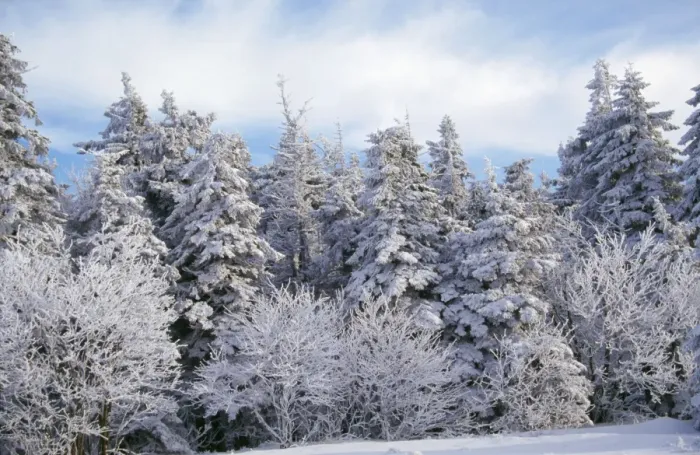 Framed Print : Snow - on Spruce Tree in forest Vosges Forest, France Framed Print : Snow - on Spruce Tree in forest Vosges Forest, France