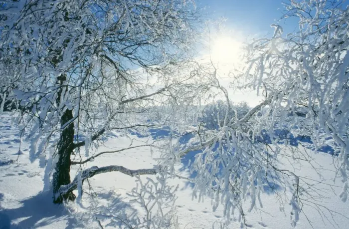 Framed Print : SNOW - on Tree Framed Print : SNOW - on Tree