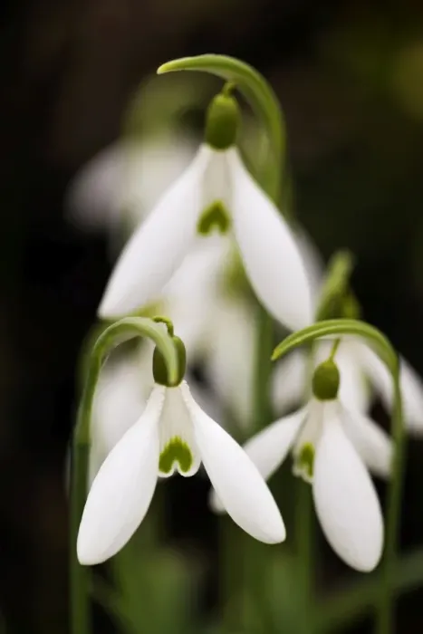 Framed Print : Snowdrop. DAD-2009. Snowdrop. Galanthus atkinsii