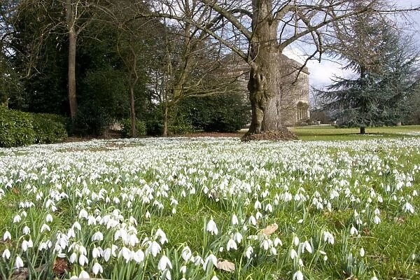 Snowdrop - carpet of flowers - Wiltshire - England - UK