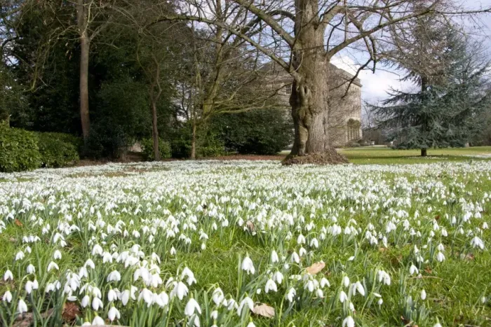 Framed Print : Snowdrop - carpet of flowers - Wiltshire - England - UK Framed Print : Snowdrop - carpet of flowers - Wiltshire - England - UK