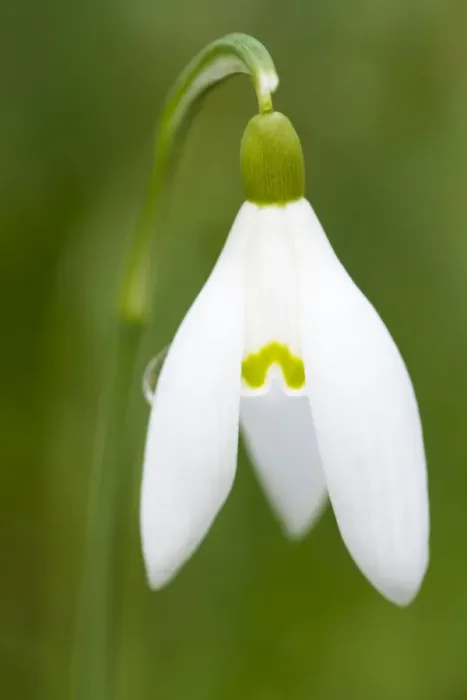 Framed Print : Snowdrop - close-up macro image of a single flower - Wiltshire - England - UK Framed Print : Snowdrop - close-up macro image of a single flower - Wiltshire - England - UK