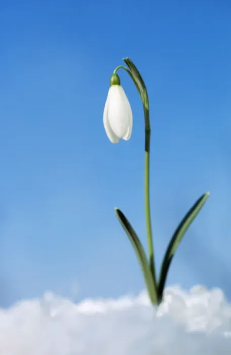 Framed Print : Snowdrop Flower Single, in snow Framed Print : Snowdrop Flower Single, in snow
