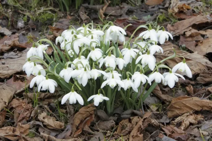 Framed Print : Snowdrop - flowers amongst leaf litter in garden - Lower Saxony - Germany Framed Print : Snowdrop - flowers amongst leaf litter in garden - Lower Saxony - Germany
