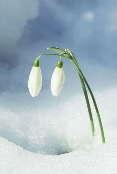 Snowdrop - Two flowers in snow