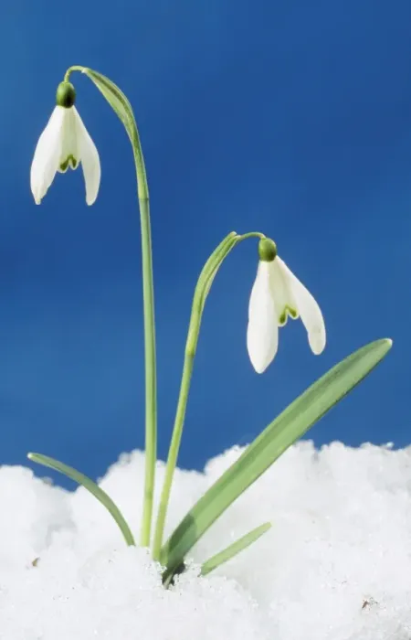 Framed Print : Snowdrop - Two flowers in snow