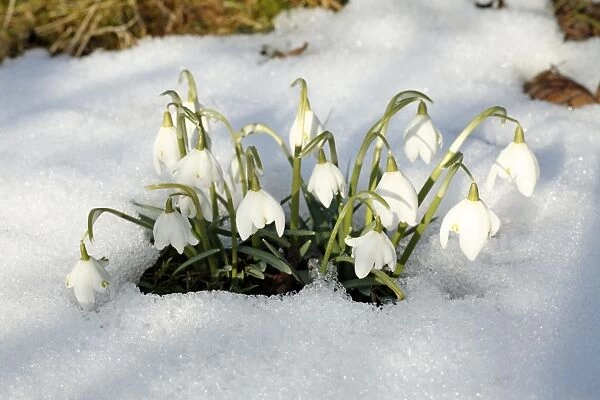 Snowdrop - flowers amongst snow in garden - Lower Saxony - Germany