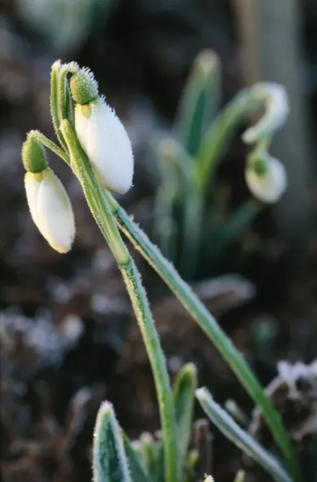 Framed Print : Snowdrop In frost Framed Print : Snowdrop In frost