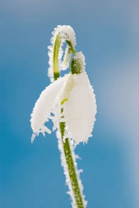 Framed Print : Snowdrop – frosted single bloom Bedfordshire UK 003475 Framed Print : Snowdrop – frosted single bloom Bedfordshire UK 003475