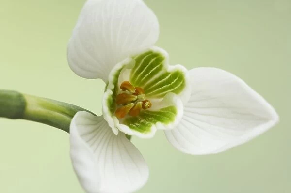 Snowdrop Galanthus nivalis Garden, Essex, UK PL001212