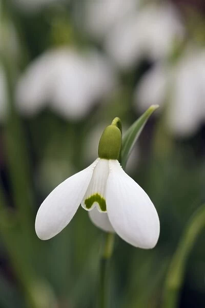 Snowdrop - Galanthus Sam Arnott. A Kent garden in February. UK