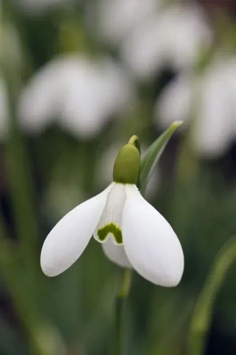 Framed Print : Snowdrop - Galanthus Sam Arnott. A Kent garden in February. UK Framed Print : Snowdrop - Galanthus Sam Arnott. A Kent garden in February. UK