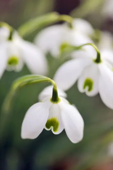 Framed Print : Snowdrop - Galanthus Straffan Framed Print : Snowdrop - Galanthus Straffan