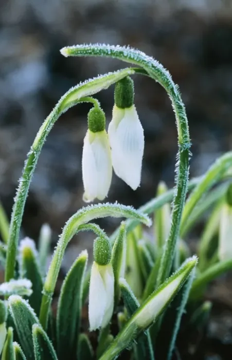 Framed Print : Snowdrop Merlin After heavy over-night frost, Kent garden, UK Framed Print : Snowdrop Merlin After heavy over-night frost, Kent garden, UK